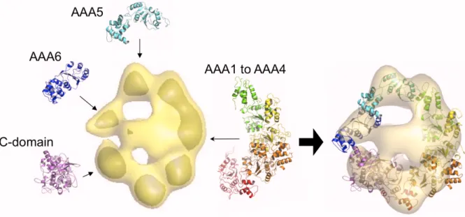 Figure 2.4. Fitting of all-atom models to low-resolution electron miscroscopy maps. All- All-atom models of the domains within the motor unit are fitted into their corresponding densities  in the EM map to determine the quaternary organization of the domai