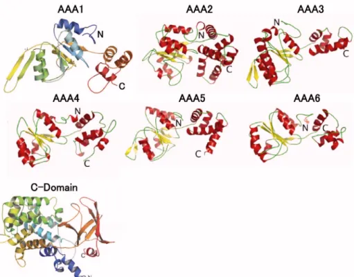 Figure 2.5. All-atom models of domains within the motor unit. Six AAA domains  (ATPases associated with various cellular activities) and a C-domain comprise the motor  unit