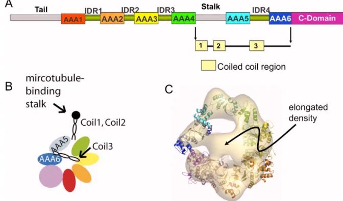 Figure 2.7. Potential coiled-coil conformation of IDR4. (A) Sequence map of dynein  showing the various domains