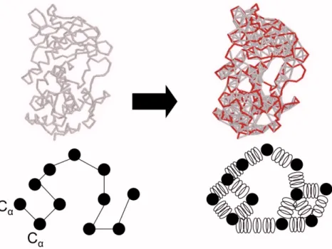 Figure 3.1. Normal mode analysis and elastic network model. In normal mode analysis,  we find a set of basis vectors (normal modes) describing the molecule’s concerted atomic  motion and spanning the set of all 3N - 6 degrees of freedom