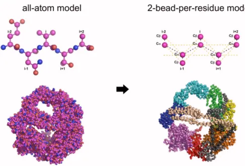 Figure 3.2. Simplified protein model.. The all-atom model of the dynein motor (Left) can  be represented by by its C and C atoms