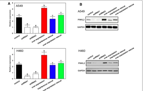 Fig. 2 The expression of PIWIL2 in NSCLC cells after transfection. Real-time PCR (A) and western blot (B) analysis indicated that mRNA and protein expression were down-regulated and up-regulated by interference and over-expression of PIWIL2, respectively