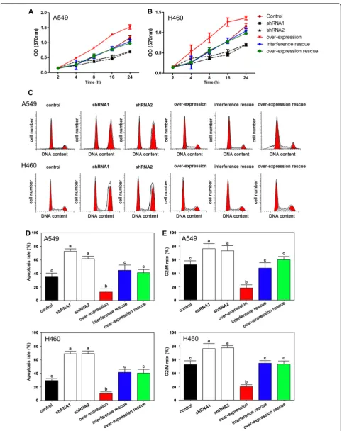 Fig. 3 Effects of PIWIL2 on NSCLC cells after transfection. A and B indicate the cell proliferation after transfection by MTT in A549 and H460