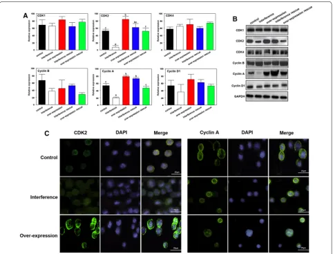 Fig. 4 The effects of PIWIL2 on CDK2 and Cyclin A in NSCLC cells. Real-time PCR (Cyclin A is affected by changes in PIWIL2 expression