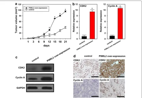 Fig. 5 PIWIL2 promotes tumor growth, and CDK2 and Cyclin A expression in nude mice. a Injection with A549 cells containing the PIWIL2 over-expression vectors promoted tumor growth in a nude mice model (n = 5)