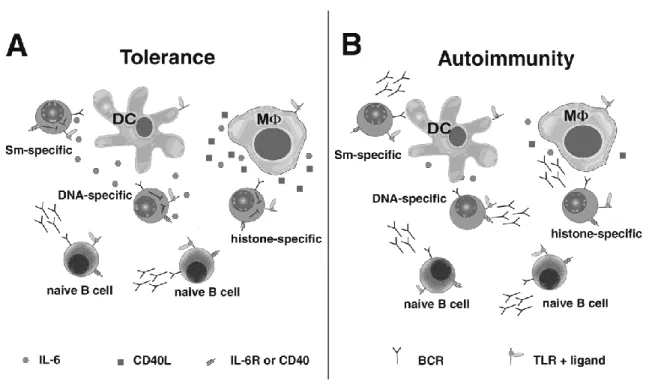 Figure 1.1.  DCs and MΦs repress antibody secretion from autoreactive B cells via  IL-6 and sCD40L