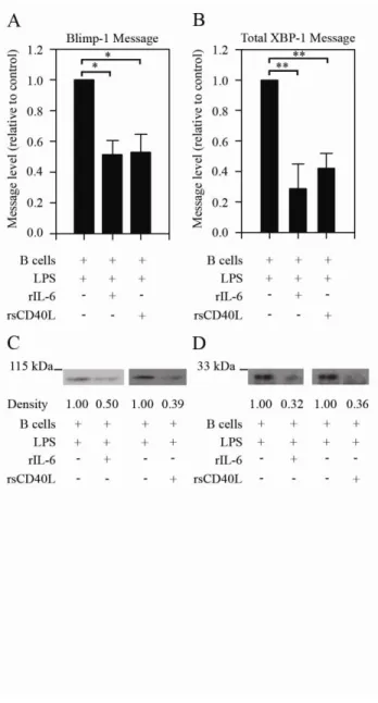 Figure 2.2.  IL-6 and sCD40L treatment causes a decrease in levels of transcription  factors involved in plasma cell differentiation