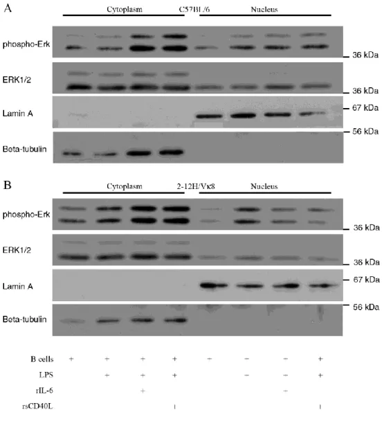 Figure 2.5.  IL-6 and sCD40L alter the subcellular localization of activated ERK in  chronically antigen-experienced B cells