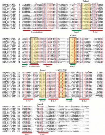 Figure 7Multiple sequence alignment of P-loop NTPase domain of P. falciparum classical AAA and ClpA/B proteinsMultiple sequence alignment of P-loop NTPase domain of P