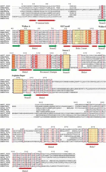 Figure 9Multiple sequence alignment of P-loop NTPase domain of P. falciparum Mini chromosomal maintenance (MCM) proteinsMultiple sequence alignment of P-loop NTPase domain of P