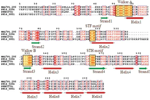 Figure 11Multiple sequence alignment of P-loop NTPase domain of P. falciparum MutS proteinsMultiple sequence alignment of P-loop NTPase domain of P