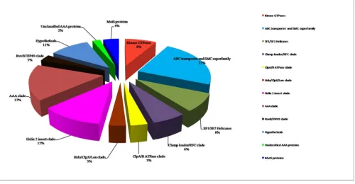 Figure 13Functional distribution of P-loop NTPases in the studied datasetFunctional distribution of P-loop NTPases in the studied dataset.