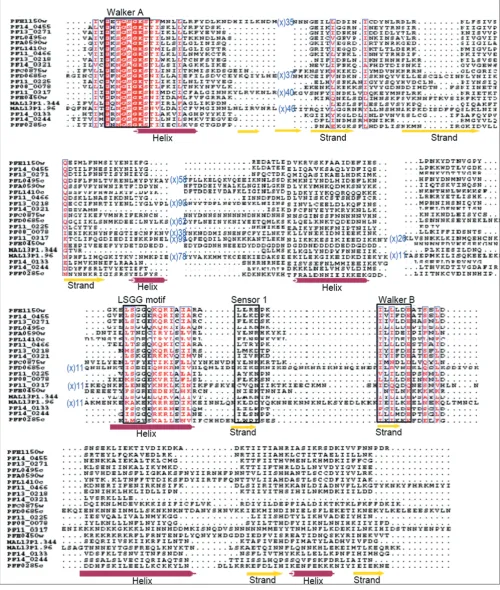 Figure 2Multiple sequence alignment of P-loop NTPase domain of P. falciparum ABC transporters and SMC proteinsMultiple sequence alignment of P-loop NTPase domain of P
