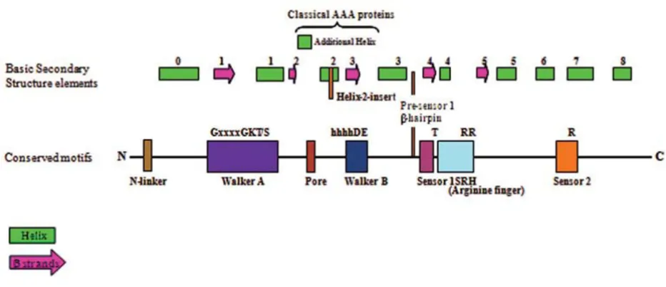 Figure 5A schematic showing the organization of secondary structure and key elements of AAA+A schematic showing the organization of secondary structure and key elements of AAA+