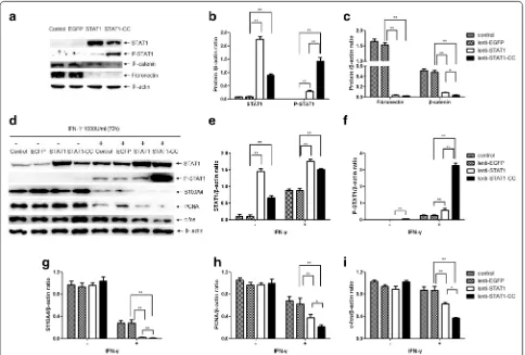 Fig. 6 STAT1-CC increases STAT1 phosphorylation in lung cancer cells. a Western blot for pSTAT1, fibronectin and β-catenin in STAT1- or STAT1-CC-expressing SPC-A-1 cells