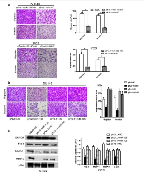 Fig. 7 Forced expression of Fra-1 or miR-195-inhibitor partially rescued miR-195-dependent suppression of tumorous behavior