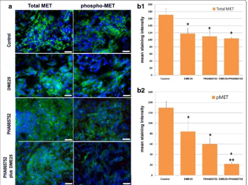 Fig. 7 Immunofluorescence staining of total MET and phospho‑MET (pMET 1384) in lung tumours from the in vivo model