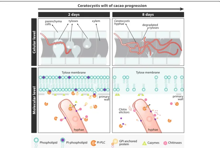 Fig. 9 Hypothetic model for a possible role of secreted Ceratocystis PI-PLCs in the context of Ceratocystis Wilt of cacao