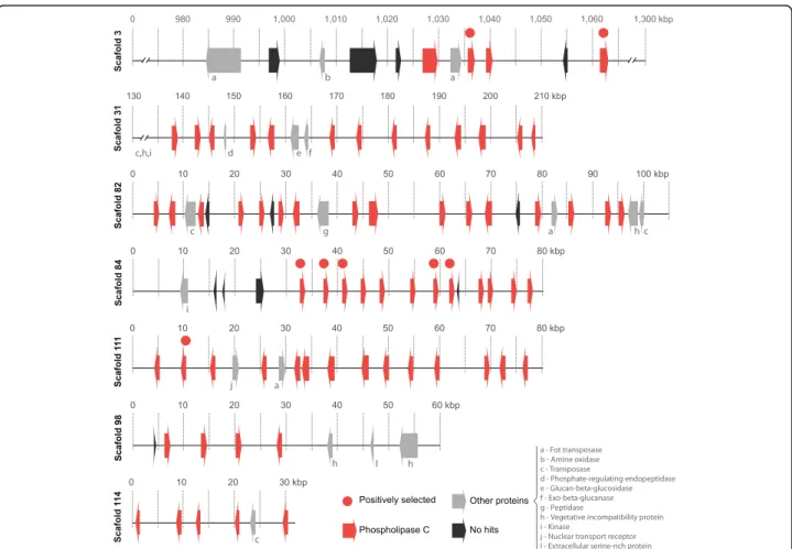 Fig. 6 Schematic representation of major genomic clusters content containing PI-PLC genes in C
