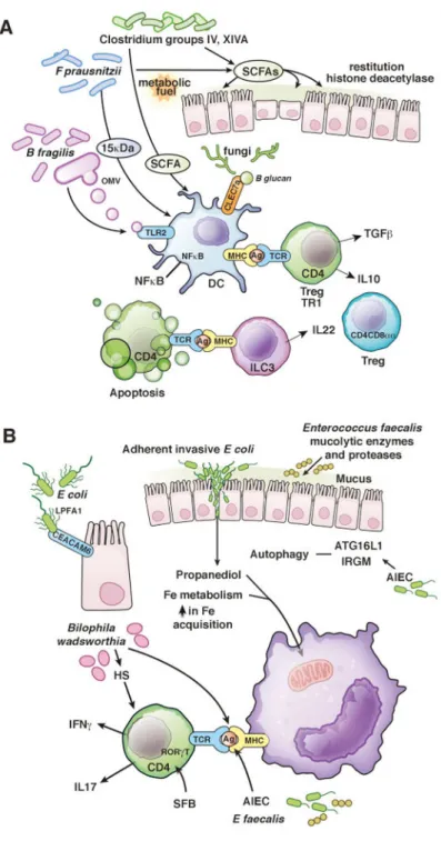 Figure 2. Mechanisms of Barrier Function and Immune Regulation by the Intestinal Microbiota A