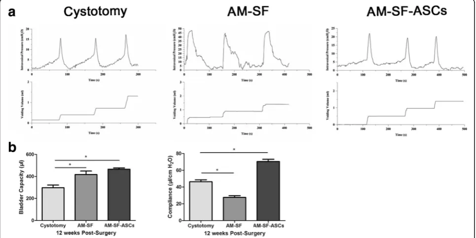 Fig. 9 ASC tracking and immunofluorescence of regenerated bladder supported by the AM-SF-ASC scaffolds after surgery