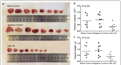 Fig. 7 MiR-101 inhibits the growth of LSCC in a xenograft tumour model. a The images of xenograft tumours in different treated groups