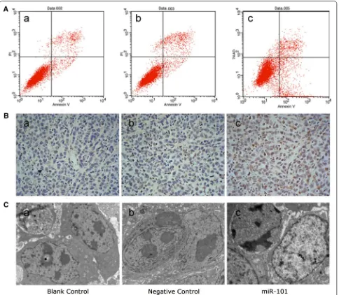 Fig. 6 Exogenous expression of MiR-101 enhances apoptosis by LSCC cells. A The Hep-2 cells in the miR-101-treated group (c) exhibited signifi-cantly higher levels of apoptosis (12.51 ± 2.22 %) 72 h after transduction than the Hep-2 cells in the blank contr