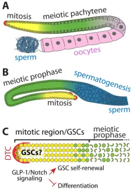 Fig. 1.  C. elegans germline and GSC regulation. (A) Schematic of  an adult C. elegans hermaphrodite gonad