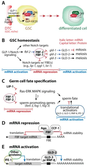 Fig. 2. A systematic RNA selection mechanism. (A) Transcriptional activation by GLP-1/Notch signaling