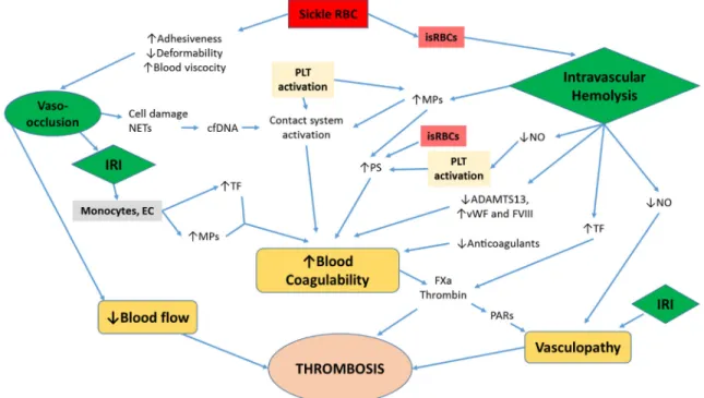 Figure 1. Pathogenesis of thrombosis in sickle cell disease