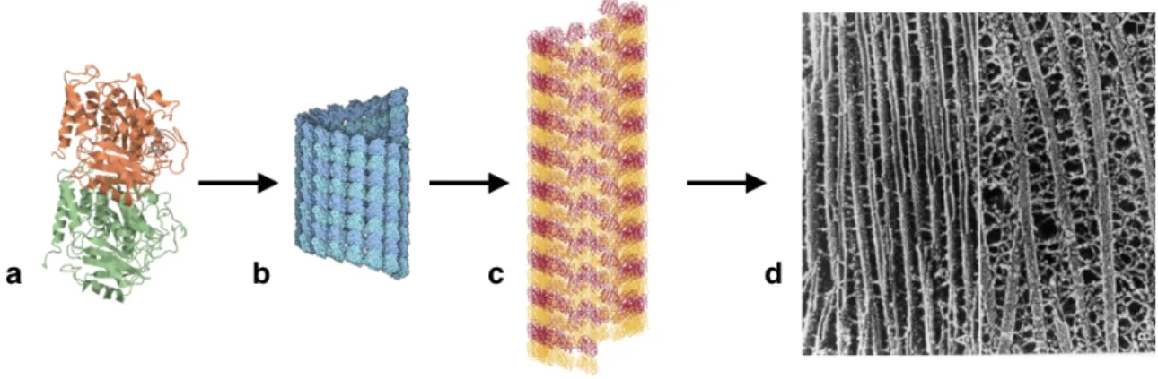 Figure 2.1: A visual representation of the multiscale challenge for understanding in biological systems