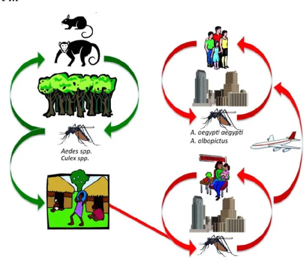 Figure 1.1:  Alphavirus transmission cycles 