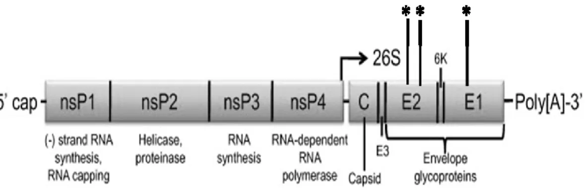 Figure 1.2:  Alphavirus genome 