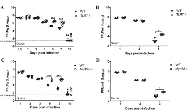 Figure 2.5:  Mice lacking TLR7 or Myd88 show an inability to control viral titer  at late times post-infection