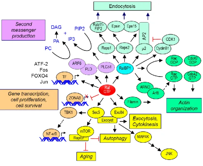 Figure  1-3.  Ral  effectors  and  effector  functions.  Active Ral can bind to a  variety of  downstream effectors and  modulate  numerous  cellular  activities