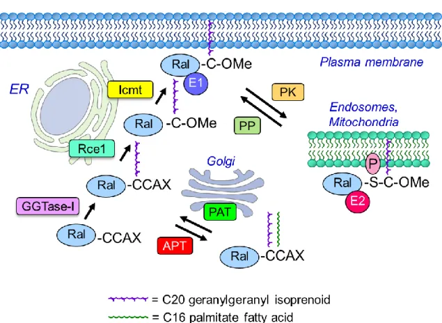 Figure  1-4.  Regulation  of  Ral  subcellular  localization  and  membrane  association