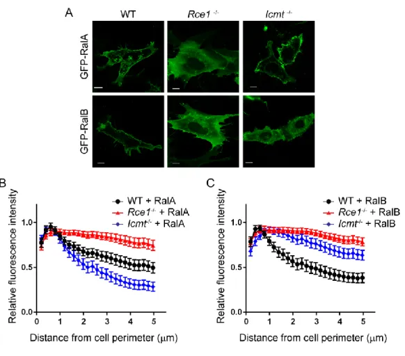 Figure 2-1. Subcellular localization of Ral family proteins is differentially dependent on RCE1 and ICMT  processing