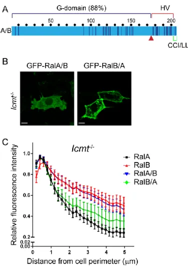 Figure  2-2. Hypervariable  domain  dictates  Ral  ICMT  dependency.  A, Chimeric Ral proteins were constructed  by a reciprocal switch of the carboxyl-terminal residues 176-206 (red arrow) comprised of the hypervariable domain  and the CAAX motif