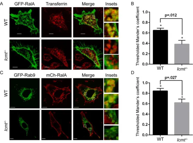 Figure 2-3. RalA localization on recycling endosomes is impaired by loss of ICMT. A, WT and Icmt -/-  MEF cells  were  transiently  transfected  with  an  expression  construct  encoding  EGFP-RalA  and  incubated  with  pHrodo  red  transferrin conjugate 