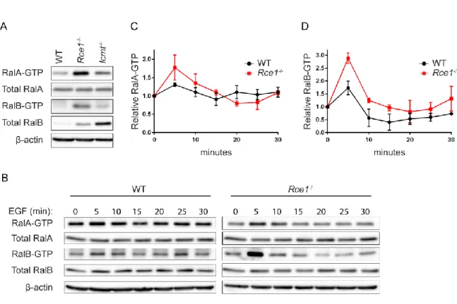 Figure 2-4. RCE1 deficiency increases activated Ral-GTP formed upon EGF stimulation. A, Endogenous levels  of RalA-GTP and RalB-GTP were compared in WT, Rce1 -/-  and Icmt -/-  MEFs by a pulldown assay using GST-Sec5  RBD