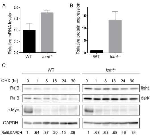 Figure  2-5.  ICMT  deficiency  increases  RalB  protein  stability.  A,  RalB  transcript  levels  were  determined  by  TaqMan qPCR analysis and normalized to GABPB1 in a triplicate set of assays ± SE