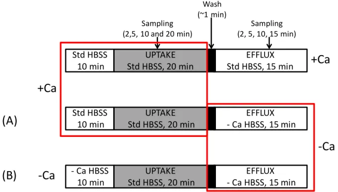 Figure 1.3.  Scheme depicting potential experimental uptake/efflux protocols in the sandwich-cultured  hepatocyte (SCH) model