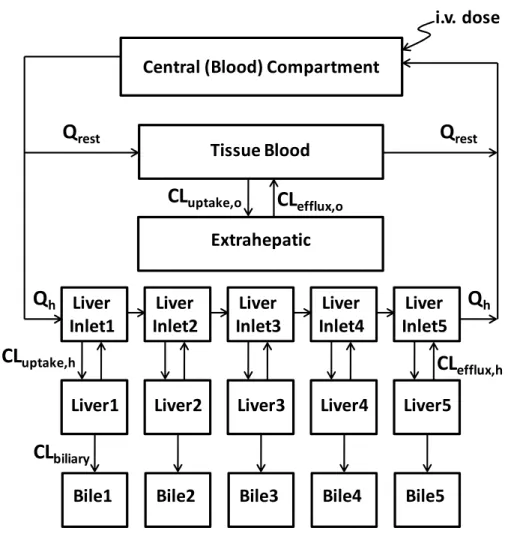 Figure 2.2.  Semi-PBPK model scheme (A) representing  99m Tc-mebrofenin disposition in humans [Q  denotes blood flow (mL/min), subscripts represent tissue or vascular compartments, as follows: liver (h),  bile (bile), extrahepatic (“other”) tissue (o); cle