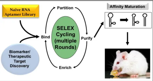 Figure 1.1. Scheme for aptamer selection via SELEX. 