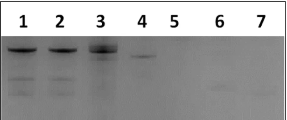 Figure 2.2. Transcription efficiency of purified His-LAR T7 RNA polymerase using different 2’-X- 2’-X-dNTPs