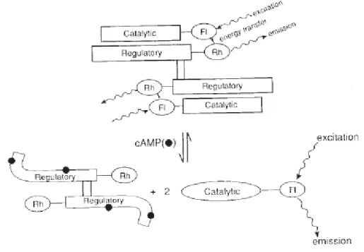Figure 1.5: A schematic representation of the mechanism of action of the first cAMP/PKA  live cell imaging tool