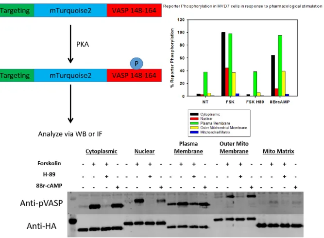 Figure  2.5:  Top  left:  schematic  representation  of  reporter  architecture  and  assay