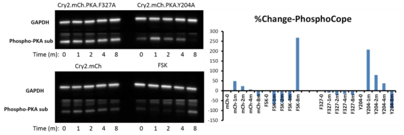 Figure 2.12: Left) Western blot analysis and (right) quantitation of OPKA mediated COPE  phosphorylation over time