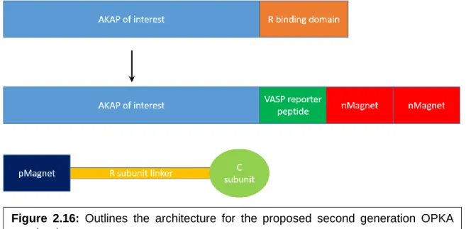 Figure  2.16:  Outlines  the  architecture  for  the  proposed  second  generation  OPKA  constructs