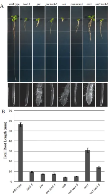 Figure 2.6 Mutations in iar4-5 suppress other cell wall mutants. 